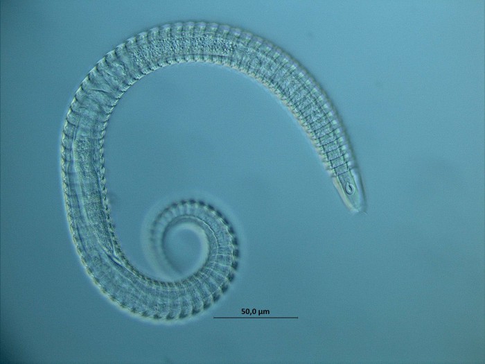 Представитель Семейства Ceramonematidae